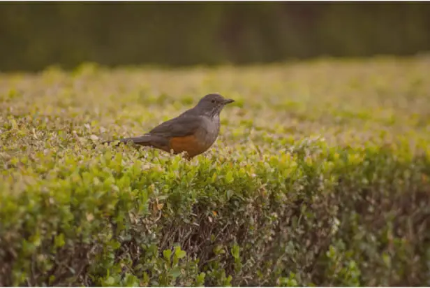 Birdwatching