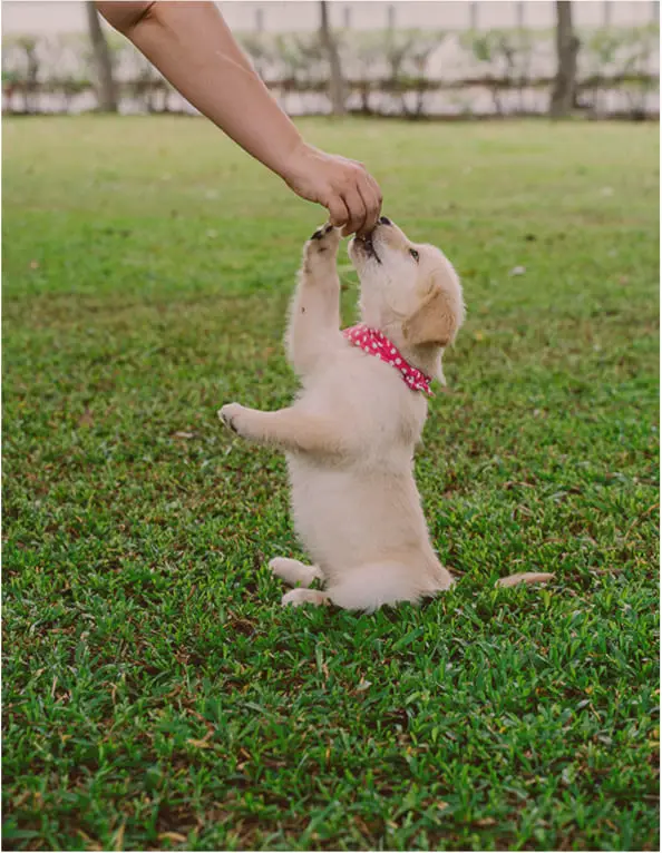 Bathe & Feed Dog