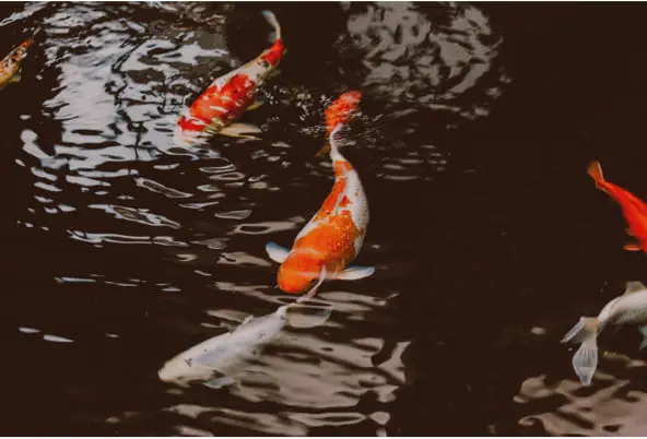 Koi pond fish feeding