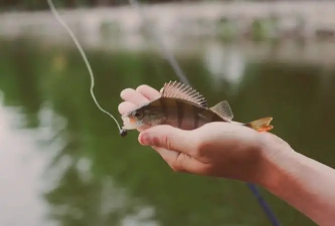 Fresh water fishing
